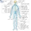 نسبة نجاح عملية الحبل الشوكي