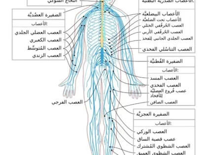 نسبة نجاح عملية الحبل الشوكي 