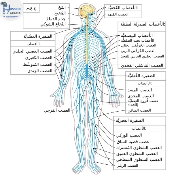 نسبة نجاح عملية الحبل الشوكي 
